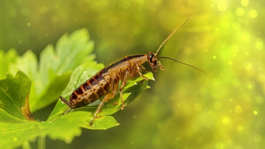 JEŠĆEMO INSEKTE UMESTO GRICKALICA Evropska unija proglasila skakavce hranom za ljude, sledeći na listi je...