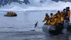 TURISTI SNIMILI NEVEROVATAN SNIMAK! Orka kitovi su jurili pingvina oko čamca, a onda se desio nestvaran preokret! (VIDEO)
