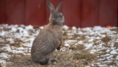 MORBIDNI ZAŠTITARI! Zabranili lov na zečeve, evo kako hoće da pobiju prenamnožene životinje!