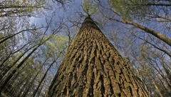 Pandemija promenila tržišne tokove! Da li je ova biljka novo zlato? Ima je pregršt u Srbiji