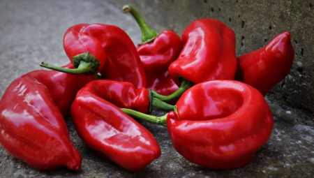 PRERODILA PAPRIKA U LESKOVAČKOM KRAJU Temperatura u plastenicima ide i do 50 stepeni, ali se rad "debelo" isplati