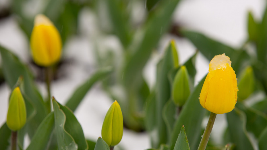 POSADITE IH ŠTO PRE Tri biljke koje će prve procvetati u proleće