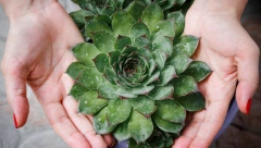 SOK I MED OD ČUVARKUĆE - Protiv uhobolje, anemije i kožnih bolesti