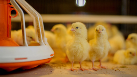 VEĆINA JE SMATRA ZA LAGANU, ZDRAVU HRANU Da li znate šta ustvari jedete, kad se "sladite" piletinom