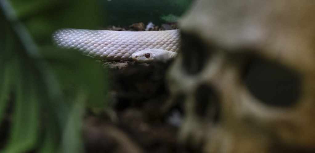 Biolog “Beo Zoo vrta” otkriva - koliko vremena od ujeda do lekara ima pacijent, ali i gde se zmije kriju u gradovima
