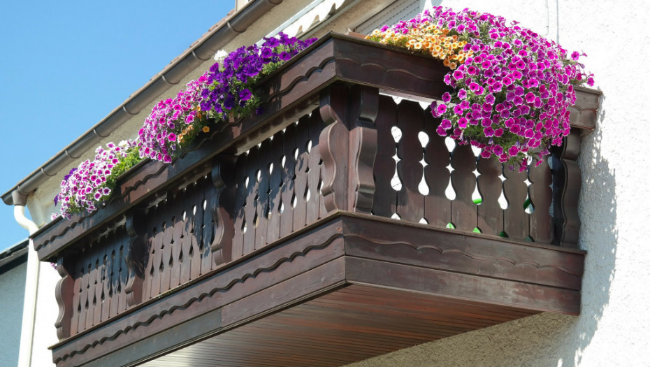 OVE BILJKE TREBA DA VAM KRASE BAŠTU I TERASU Ovo cveće voli sunce