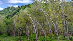 SIBIRSKI POŽARI Stoletne šume nestaju u vatri