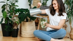 OVE BILJKE MORATE DA IMATE U KUĆI Jedna donosi pare, a druga pročišćava vazduh