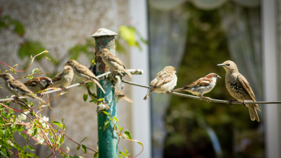 HIT SLIKA IZ ZEMUNA Na ogradi umesto upozorenja za psa stoji NEOČEKIVANA fotografija