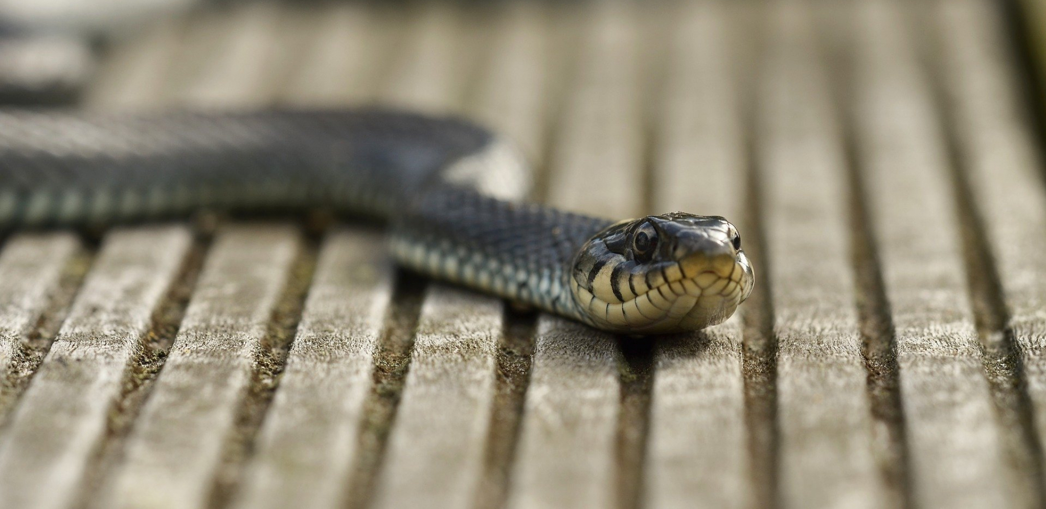 PANIKA U SREMSKOJ MITROVICI Najezda zmija, a ne postoji služba koja se bavi uklanjanjem
