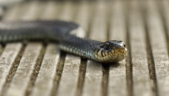 ZMIJE NA ULICAMA BEOGRADA:Ukoliko ugledate smuka u ovim opštinama, uradite jednu stvar