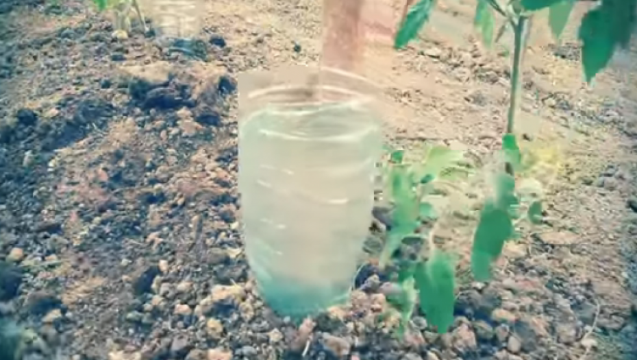 NAJJEFTINIJI SISTEM ZA NAVODNJAVANJE BILJAKA: Potrebni su vam samo  flaša i sunđer (VIDEO)