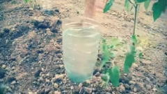 NAJJEFTINIJI SISTEM ZA NAVODNJAVANJE BILJAKA: Potrebni su vam samo  flaša i sunđer (VIDEO)
