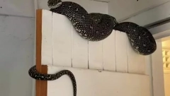 UŽAS IZ TOALETA Austrijanci ne mogu da se opasulje od zmija koje im gmižu iz WC šolje! (FOTO)