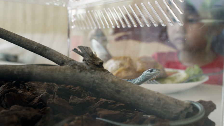 UDARITE ZMIJU I ONA ĆE VAS PO DŽEPU: Za svaku ubijenu ćete odgovarati, a ovo je spisak kazni koje idu i do 100.000 dinara