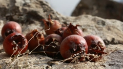 Brojne blagodati mušmule po zdravlje čoveka: Čuva mišiće i mozak, jača imunitet i još mnogo toga