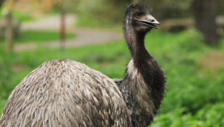 LJILJA IZ ZRENJANINA PO DVORIŠTU NE VABI KOKE NEGO EMUE Rastu do 2 metra, jaja su zelena i ukusna, na njima kvoca mužjak i svi pitaju za cenu