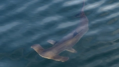 OTKINULA MU RUKU I KOMAD NOGE! Pijan otišao da urinira u more, a onda je počeo horor! Umro je na plaži!