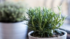 ŠTITI KUĆU OD ZLA Svaka Srpkinja treba da zasadi ovu biljku