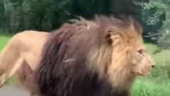 PRIZOR OD KOJEG POPUŠTA PETLJA! Džinovski lav izašao na put, pa počeo da odmerava automobile! (VIDEO)