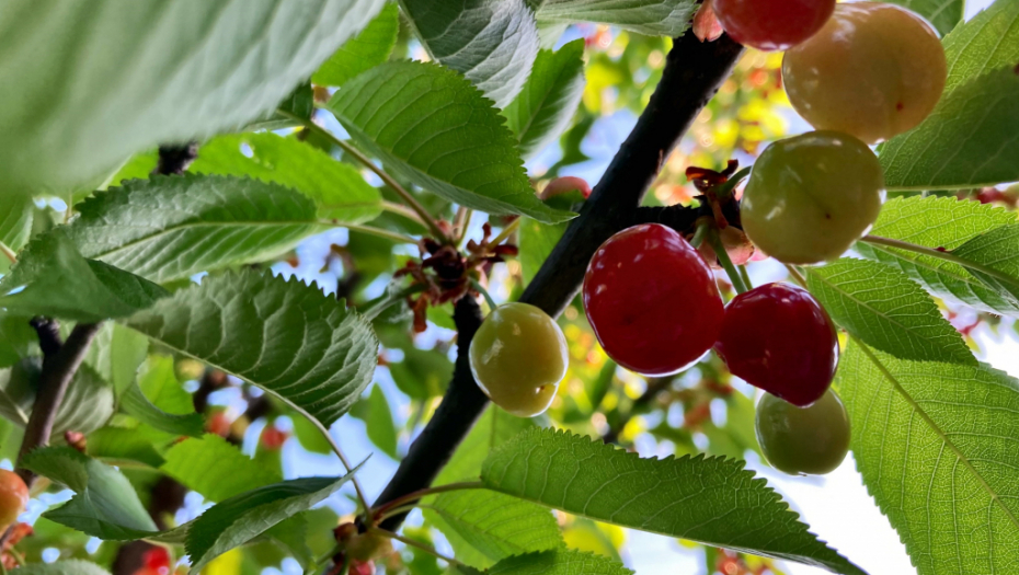 MUK U ISTOČNOM SARAJEVU Trogodišnjakinja se ugušila jedući trešnje: To je splet veoma nesretnih okolnosti
