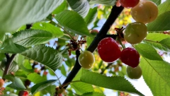 MUK U ISTOČNOM SARAJEVU Trogodišnjakinja se ugušila jedući trešnje: To je splet veoma nesretnih okolnosti