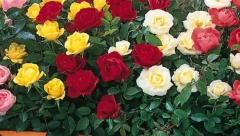 ODABERITE RUŽU ZA SEBE Saznajte šta vas vodi u životu, a šta krijete od drugih