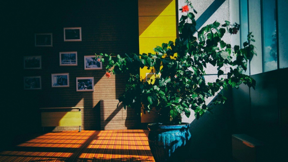 ČISTE VAZDUH, A MAGNET SU ZA LJUBAV I NOVAC Ove tri biljke donose sreću!