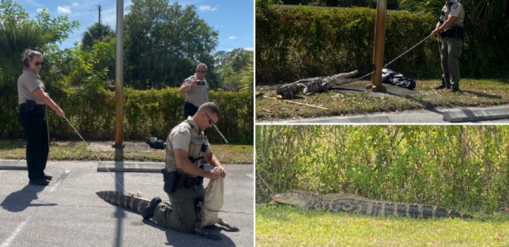 Trenutak kada "gladni" aligator juri ljude po parkingu na Floridi!