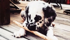 DRAMA NA POŽAREVAČKI NAČIN: Kućni ljubimci na Ustavnom sudu!