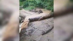 DRVO ZAUSTAVILO SAOBRAĆAJ NA BANOVOM BRDU Oluja napravila karambol na kolovozu