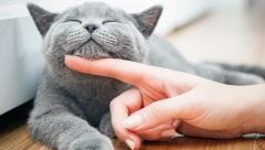 Šta mačke žele da nam kažu sa svojim čudnim ponašanjem i pozama