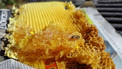 OPREZ: Dva puta razmislite pre nego što kupite med ove firme!