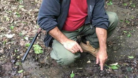 LOVIŠTE VRŠAČKE PLANINE ZARAŽENO Nađeni leševi divljih svinja pokošenih svinjskom kugom