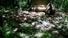 HOROR U LOVU Medved napao lovca