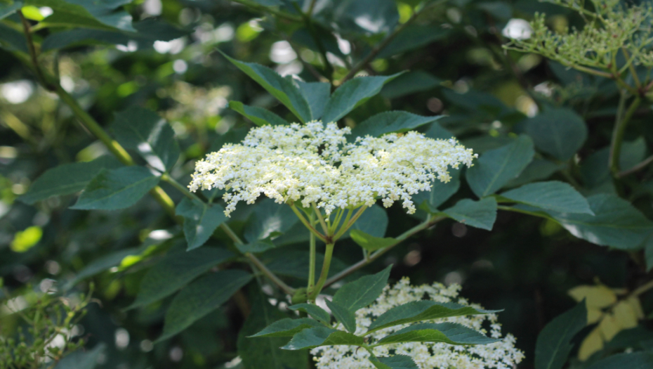 OVA BILJKA JE PRIRODNI LEK Za astmu, bronhitis i alergije