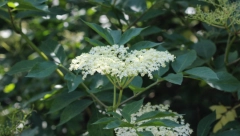 STARINSKI RECEPT ZA SIRUP OD ZOVE: Ukusan je i veoma zdrav, naše bake su ga koristile kao prevenciju i jačanje imunog sistema