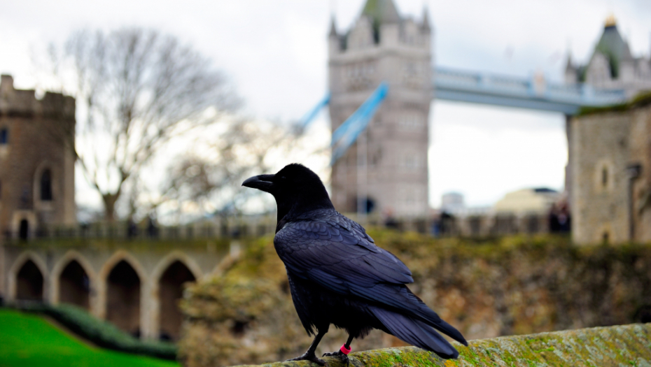 OVO SIGURNO NISTE ZNALI Ako Gavran nestane iz londonskog tornja to donosi veliku nesreću