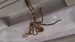 AUSTRALIJSKU MINISTARKU ZDRAVLJA NAPAO OGROMAN PAUK NA KONFERENCIJI ZA MEDIJE: Našalila se izgovorivši imamo kovid i pauke!