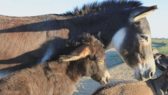 VIC DANA Dođe Perica kući iz škole...