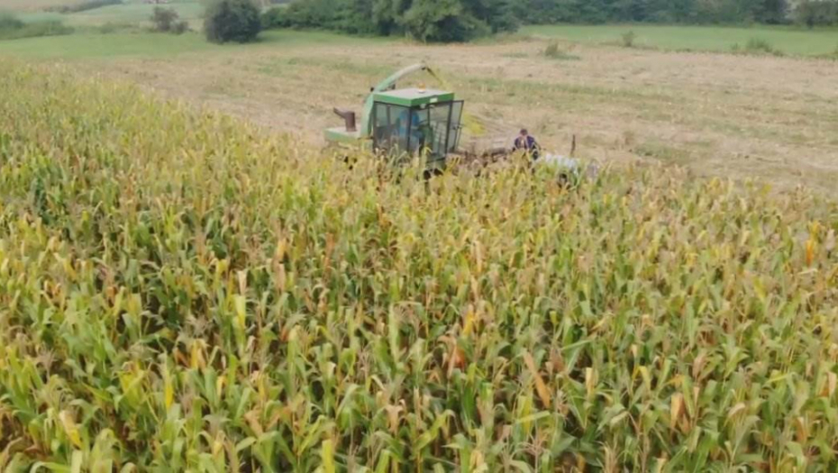 NA JEDNOM HEKTARU ZARADA MINIMUM 340.000 DINARA! Cena učinila da sve više ljudi u Srbiji počne da se bavi ovim poslom