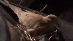 PTICA MU JE UKRALA AUTO Tiktokeru nije dozvoljeno da vozi svoj automobil jer je pronašao neverovatnu stvar na haubi