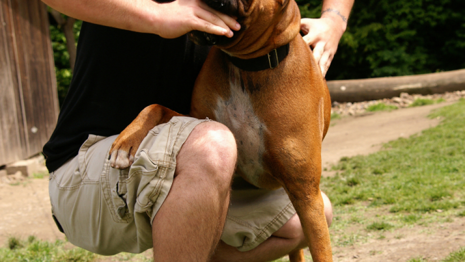ISKOČIO IZ AUTOMOBILA I NAPAO DETE Pas teško povredio dete u Hrvatskoj