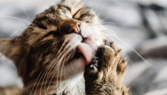 PET NAJPAMETNIJIH RASA MAČAKA Vole da se igraju, pršte od energije, ove cica-mace su genijalci