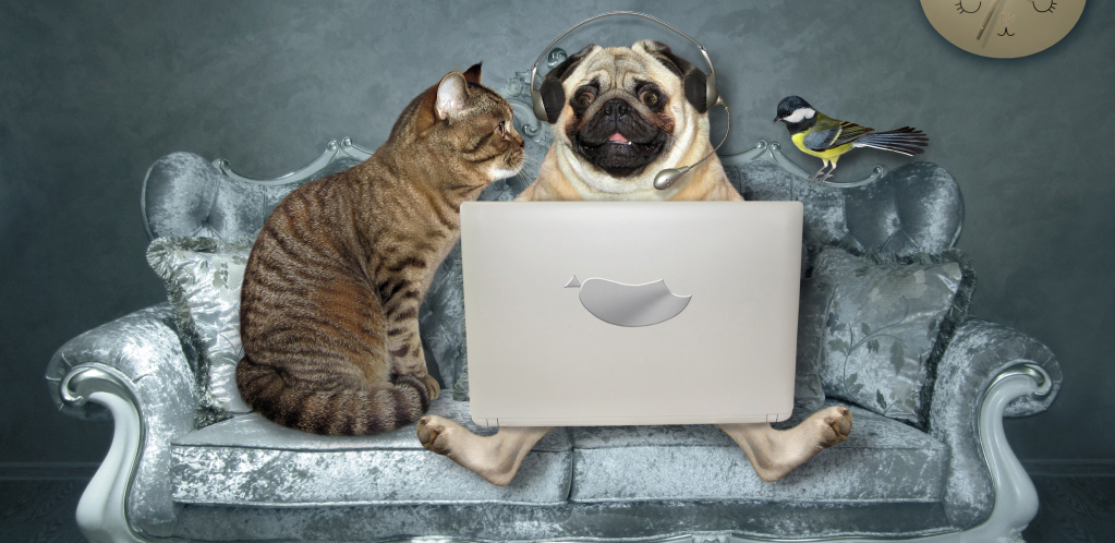 NAUKA POTVRDILA: Kucama je veći mozak