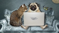 NAUKA POTVRDILA: Kucama je veći mozak