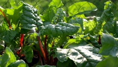 DAR PRIRODE: Saznajte kakvu lekovitu moć poseduje blitva