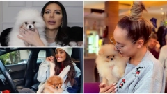 ROĐENDANI U LUKSUZNIM RESTORANIMA! Poznate ličnosti daju ogromne svote novca za pse, kljukaju ih lekovima za smirenje, a ova starleta je retku vrstu platila 5000 evra!