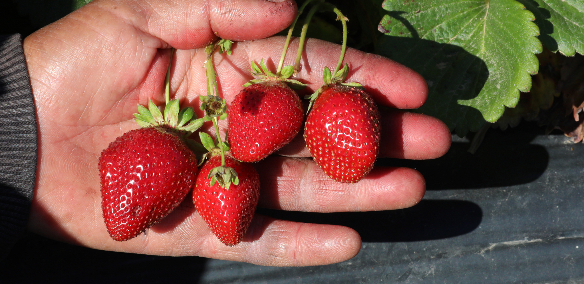 DUPLO JEFTINIJE Ovde se jagode prodaju po znatno manjoj ceni