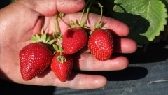 Cena jagode leti u nebo!